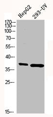 Western Blot analysis of HEPG3 293-UV cells using p38 Polyclonal Antibody