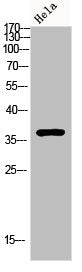 Western blot analysis of Hela lysis using p38 antibody.