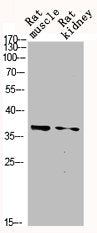Western Blot analysis of RAT-MUSCLE RAT-KIDNEY cells using p38 Polyclonal Antibody