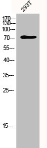 Western Blot analysis of 293T cells using p73 Polyclonal AntibodyRabbit anti-Human TP73 Polyclonal Antibody