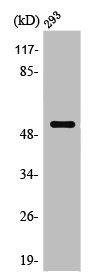 Western Blot analysis of 293 cells using PTEN Polyclonal AntibodyRabbit anti-Human PTEN Polyclonal Antibody