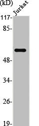Western Blot analysis of Jurkat cells using PTEN Polyclonal AntibodyRabbit anti-Human PTEN Polyclonal Antibody