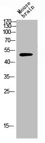 Western blot analysis of mouse-brain lysis using PTEN antibody.Rabbit anti-Human PTEN Polyclonal Antibody