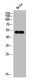 Western Blot analysis of Hela cells using PTEN Polyclonal AntibodyRabbit anti-Human PTEN Polyclonal Antibody