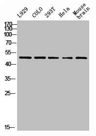Western Blot analysis of L929 COLO 293T HELA MOUSE-brain cells using PTEN Polyclonal AntibodyRabbit anti-Human PTEN Polyclonal Antibody