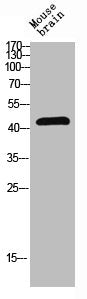 Western blot analysis of mouse-brain lysis using PTEN antibody.Rabbit anti-Human PTEN Polyclonal Antibody