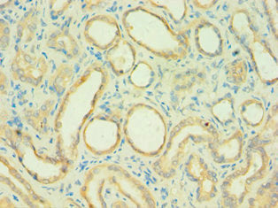 Immunohistochemistry of paraffin-embedded human kidney tissue using C4BPB Antibody at dilution of 1:100
