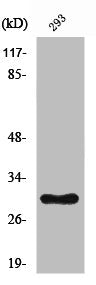 Western Blot analysis of HeLa cells using Ribosomal Protein L7 Polyclonal AntibodyRabbit anti-Human RPL7 Polyclonal Antibody