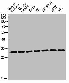 Western blot analysis of Mouse-kidney mouse-brain HELA KB SH-SY5Y 293T 3T3 lysis using Ribosomal Protein L7 antibody.Rabbit anti-Human RPL7 Polyclonal Antibody