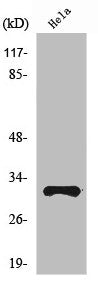 Western Blot analysis of HeLa cells using Ribosomal Protein S6 Polyclonal AntibodyRabbit anti-Human RPS6 Polyclonal Antibody