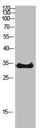 Western Blot analysis of customer&Rabbit anti-Human RPS6 Polyclonal Antibody