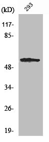 Western Blot analysis of 293 cells using SGK1 Polyclonal AntibodyRabbit anti-Human SGK1 Polyclonal Antibody