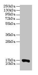Western blot  | All lanes: COX5A antibody at 2µg/ml + 293T whole cell lysate  | Secondary  | Goat polyclonal to rabbit IgG at 1/15000 dilution  | Predicted band size: 17 kDa  | Observed band size: 17 kDaRabbit anti-Human COX5A Polyclonal Antibody