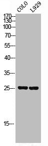 Western Blot analysis of COLO L929 cells using SRp20 Polyclonal AntibodyRabbit anti-Human SRSF3 Polyclonal Antibody