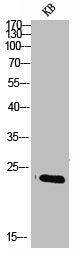 Western blot analysis of KB lysis using SRp20 antibody.Rabbit anti-Human SRSF3 Polyclonal Antibody