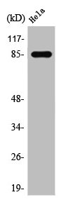 Western Blot analysis of Hela cells using Stat3 Polyclonal AntibodyRabbit anti-Human STAT3 Polyclonal Antibody