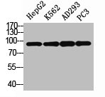 Western Blot analysis of HepG2 K562 AD293 PC3 cells using Stat3 Polyclonal AntibodyRabbit anti-Human STAT3 Polyclonal Antibody