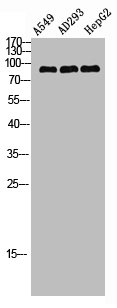 Western Blot analysis of A549 AD293 HEPG2 using Stat3 Polyclonal Antibody.Rabbit anti-Human STAT3 Polyclonal Antibody