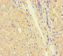 Immunohistochemistry of paraffin-embedded human liver tissue using the antibody at dilution of 1:100
