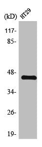Western Blot analysis of HT29 cells using TGFβ1 Polyclonal AntibodyRabbit anti-Human TGFB1 Polyclonal Antibody