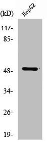 Western Blot analysis of HepG2 cells using Tubulin α Polyclonal AntibodyRabbit anti-Human TUBA1A/TUBA1B Polyclonal Antibody