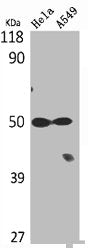 Western Blot analysis of Hela A549 cells using Tubulin α Polyclonal AntibodyRabbit anti-Human TUBA1A/TUBA1B Polyclonal Antibody