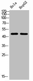 Western Blot analysis of HELA HEPG2 using Tubulin α Polyclonal AntibodyRabbit anti-Human TUBA1A/TUBA1B Polyclonal Antibody