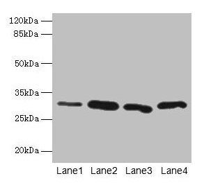 Western blot  | All lanes: CA3 antibody at 2µg/ml  | Lane 1: Hela whole cell lysate  | Lane 2: HepG2 whole cell lysate  | Lane 3: K562 whole cell lysate  | Lane 4: NIH/3T3 whole cell lysate  | Secondary  | Goat polyclonal to rabbit IgG at 1/10000 dilution  | Predicted band size: 30 kDa  | Observed band size: 30 kDa
