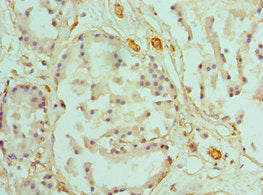 Immunohistochemistry of paraffin-embedded human prostate tissue using the antibody at dilution of 1:100