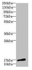 Western blot  | All lanes: CALML3 antibody at 1.44µg/ml + A431 whole cell lysate  | Secondary  | Goat polyclonal to rabbit IgG at 1/10000 dilution  | Predicted band size: 17 kDa  | Observed band size: 17 kDa