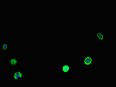 Immunofluorescent analysis of MCF-7 cells using CALR Antibody at dilution of 1:100 and Alexa Fluor 488-congugated AffiniPure Goat Anti-Rabbit IgG(H+L)