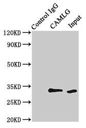 Immunoprecipitating CAMLG in HEK293 whole cell lysate  | Lane 1: Rabbit control IgG (1µg) instead of CAMLG Antibody in HEK293 whole cell lysate. For western blotting, a HRP-conjugated Protein G antibody was used as the secondary antibody (1/2000)  | Lane 2: CAMLG Antibody (8µg) + HEK293 whole cell lysate (500µg)  | Lane 3: HEK293 whole cell lysate (10µg)