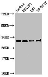 Western Blot  | Positive WB detected in: Jurkat whole cell lysate, HEK293 whole cell lysate, U87 whole cell lysate, SH-SY5Y whole cell lysate  | All lanes: CAMLG antibody at 3µg/ml  | Secondary  | Goat polyclonal to rabbit IgG at 1/50000 dilution  | Predicted band size: 33 kDa  | Observed band size: 33 kDa