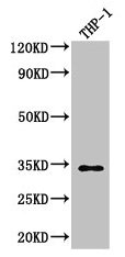 Western Blot  | Positive WB detected in: THP-1 whole cell lysate  | All lanes: CAPZA1 antibody at 3µg/ml  | Secondary  | Goat polyclonal to rabbit IgG at 1/50000 dilution  | Predicted band size: 33 kDa  | Observed band size: 33 kDa