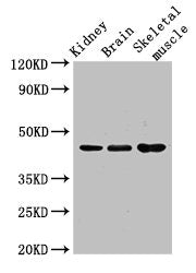 Western Blot | Positive WB detected in: Mouse kidney tissue, Mouse brain tissue, Mouse skeletal muscle tissue | All lanes: CASP4 antibody at 3.5μg/ml | Secondary | Goat polyclonal to rabbit IgG at 1/50000 dilution | Predicted band size: 44, 37, 14, 31, 19 kDa | Observed band size: 44 kDa