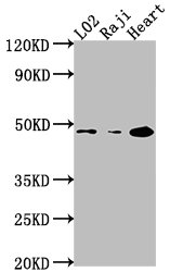 Western Blot | Positive WB detected in: L02 whole cell lysate, Raji whole cell lysate, Mouse heart tissue | All lanes: CASP9 antibody at 1:2000 | Secondary | Goat polyclonal to rabbit IgG at 1/50000 dilution | Predicted band size: 47, 31, 18, 37 kDa | Observed band size: 47 kDa