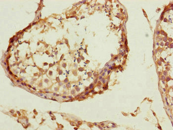 Immunohistochemistry of paraffin-embedded human testis tissue using the antibody at dilution of 1:100