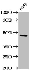 Western Blot  | Positive WB detected in: A549 whole cell lysate  | All lanes: CCKAR antibody at 3.4µg/ml  | Secondary  | Goat polyclonal to rabbit IgG at 1/50000 dilution  | Predicted band size: 48 kDa  | Observed band size: 48 kDa