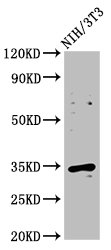 Western BlotPositive WB detected in: NIH/3T3 whole cell lysateAll lanes: CCND2 antibody at 2.25μg/mlSecondaryGoat polyclonal to rabbit IgG at 1/50000 dilutionPredicted band size: 34 kDaObserved band size: 34 kDaRabbit anti-Human CCND2 Polyclonal Antibody