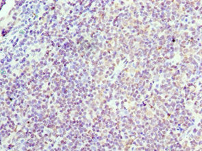 Immunohistochemistry of paraffin-embedded human tonsil tissue using the antibody at dilution of 1:100