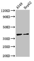 Western Blot  | Positive WB detected in: A549 whole cell lysate, HepG2 whole cell lysate  | All lanes: CCR10 antibody at 2.7µg/ml  | Secondary  | Goat polyclonal to rabbit IgG at 1/50000 dilution  | Predicted band size: 39 kDa  | Observed band size: 39 kDaRabbit anti-Human CCR10 Polyclonal Antibody
