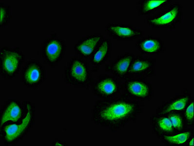 Immunofluorescent analysis of A549 cells using CCR3 Antibody at dilution of 1:100 and Alexa Fluor 488-congugated AffiniPure Goat Anti-Rabbit IgG(H+L)Rabbit anti-Human CCR3 Polyclonal Antibody