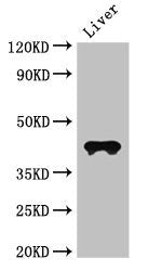 Western Blot | Positive WB detected in: Mouse liver tissue | All lanes: CCR3 antibody at 3μg/ml | Secondary | Goat polyclonal to rabbit IgG at 1/50000 dilution | predicted band size: 42, 44 kDa | observed band size: 42 kDaRabbit anti-Human CCR3 Polyclonal Antibody