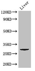 Western Blot | Positive WB detected in: Mouse liver tissue | All lanes: CD151 antibody at 2.8μg/ml | Secondary | Goat polyclonal to rabbit IgG at 1/50000 dilution | Predicted band size: 29 kDa | Observed band size: 29 kDaRabbit anti-Human CD151 Polyclonal Antibody
