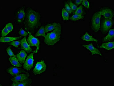 Immunofluorescent analysis of A549 cells using CD55 Antibody at dilution of 1:100 and Alexa Fluor 488-congugated AffiniPure Goat Anti-Rabbit IgG(H+L)Rabbit anti-Human CD55 Polyclonal Antibody