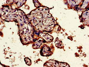 Immunohistochemistry of paraffin-embedded human placenta tissue using CD55 Antibody at dilution of 1:100Rabbit anti-Human CD55 Polyclonal Antibody