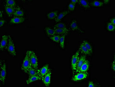 Immunofluorescent analysis of HepG2 cells using BLOC1S1 Antibody at dilution of 1:100 and Alexa Fluor 488-congugated AffiniPure Goat Anti-Rabbit IgG(H+L)