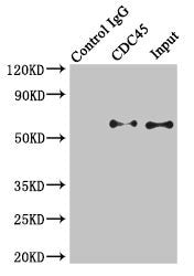 Immunoprecipitating CDC45 in K562 whole cell lysateLane 1: Rabbit control IgG instead of (1μg) instead of CDC45 Antibody in K562 whole cell lysate.For western blotting, a HRP-conjugated light chain specific antibody was used as the Secondary antibody (1/50000)Lane 2: CDC45 Antibody (4μg) + K562 whole cell lysate (500μg)Lane 3: K562 whole cell lysate (20μg)Rabbit anti-Human CDC45 Polyclonal Antibody