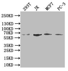 Western BlotPositive WB detected in: 293T whole cell lysate, JK whole cell lysate, MCF7 whole cell lysate, PC-3 whole cell lysateAll lanes: CDC45 antibody at 1:500SecondaryGoat polyclonal to rabbit IgG at 1/50000 dilutionPredicted band size: 66 kDaObserved band size: 66 kDaRabbit anti-Human CDC45 Polyclonal Antibody