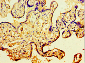 Immunohistochemistry of paraffin-embedded human placenta tissue using CDH11 Antibody at dilution of 1:100Rabbit anti-Human CDH11 Polyclonal Antibody